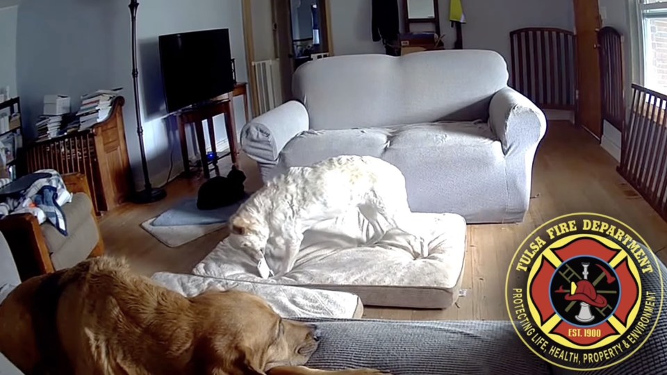 A dog chews on a lithium-ion power bank moments before it sets the room on fire