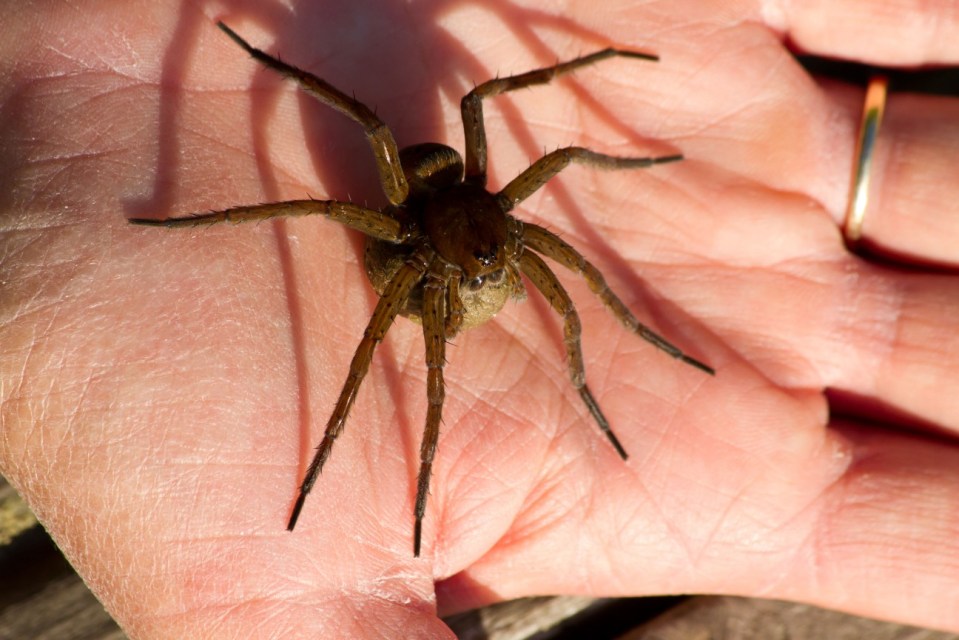 CTB44A Fen Raft spider - Dolomedes plantarius, in the palm of a hand, carrying an egg sac.