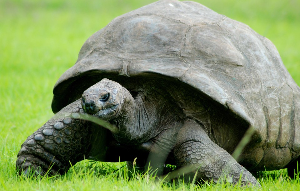 F8FJG0 Oldest Animal in the World - Jonathan the Tortoise