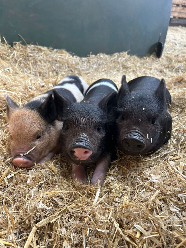 Freya and her three little piggies are much-loved pets who are teaching children about animal welfare