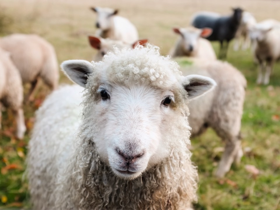 Scientists tested the "goo" on sheep, whose hind limbs resemble the human knee