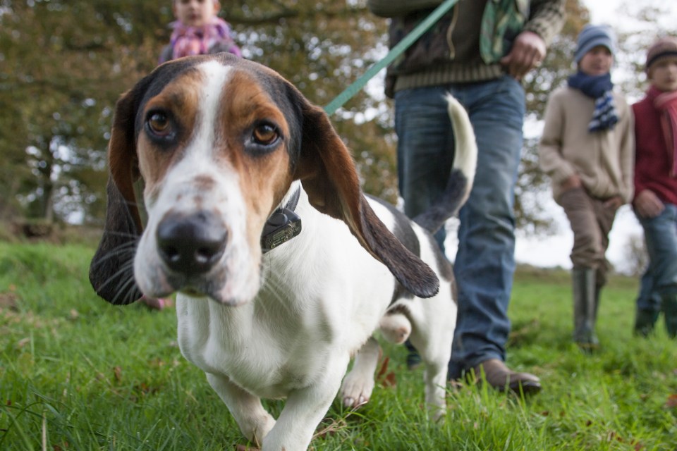 The RSPCA listed rat poison and slug pellets as highly toxic for dogs