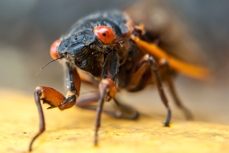 a close up of a bug with red eyes