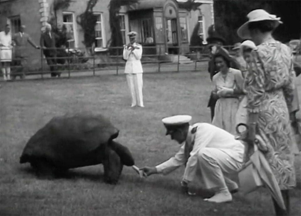 Whilst in St Helena in 1957 HRH Duke of Edinburgh fed Jonathan the tortoise, who still lives in the grounds and is believed to be the worlds oldest land animal., , Taken from - //blogs.fcdo.gov.uk/stories/hrh-the-prince-philip-duke-of-edinburgh/,