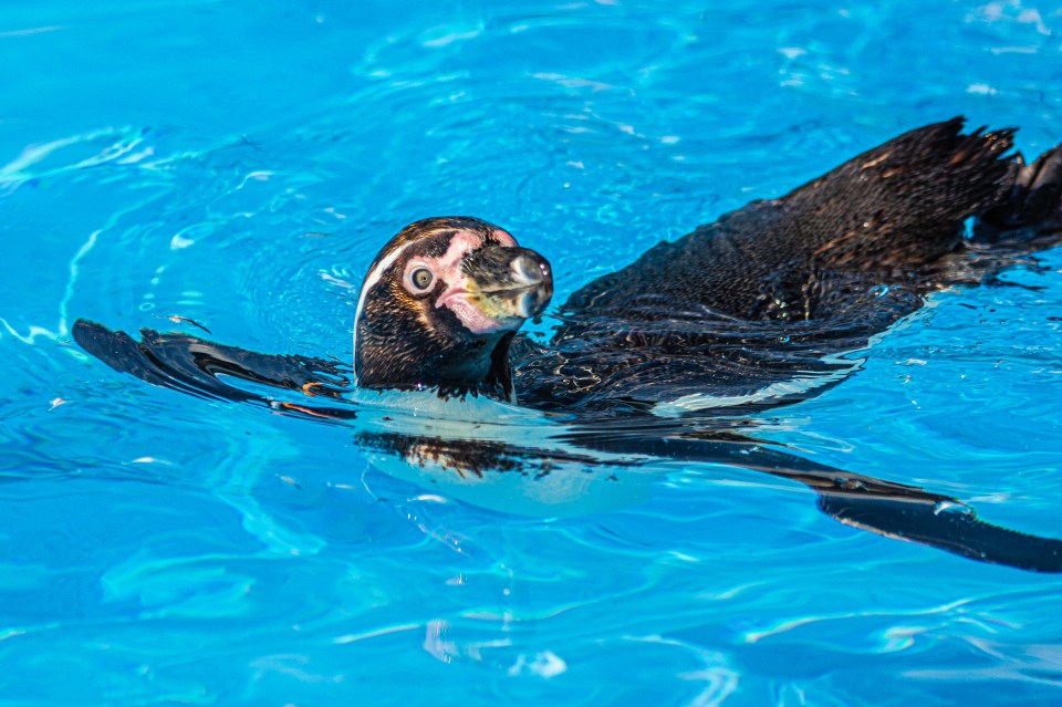 a black and white penguin is swimming in a blue pool