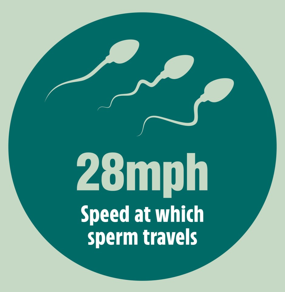 Ejaculated sperm travels at 28 miles per hour