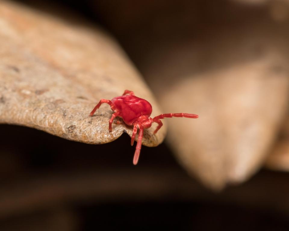 Red clover mites often get mistaken for spiders