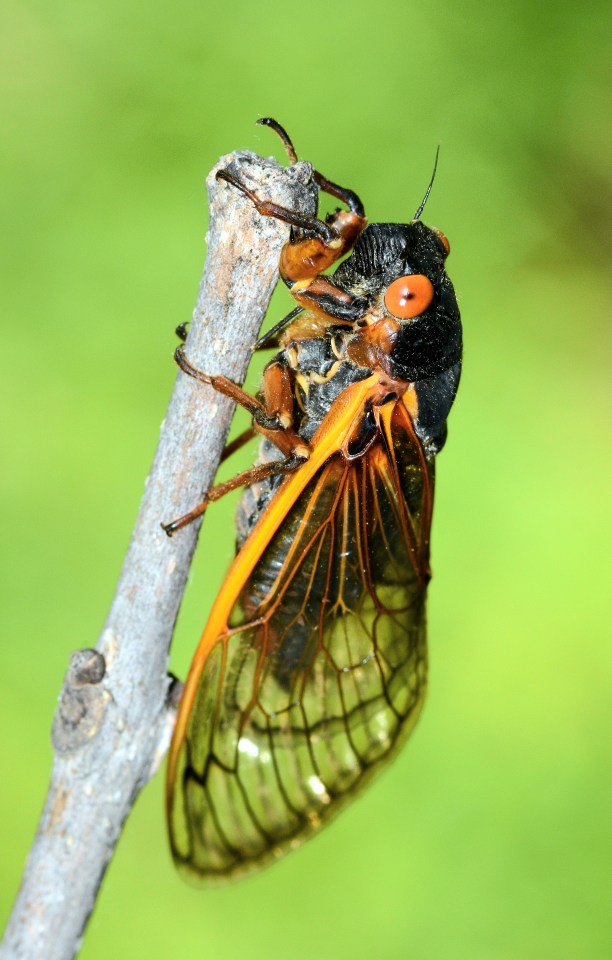 a close up of a cicada on a tree branch