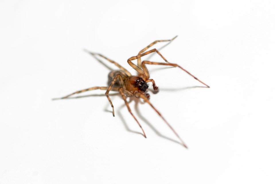 Close up shot of a spider on white background