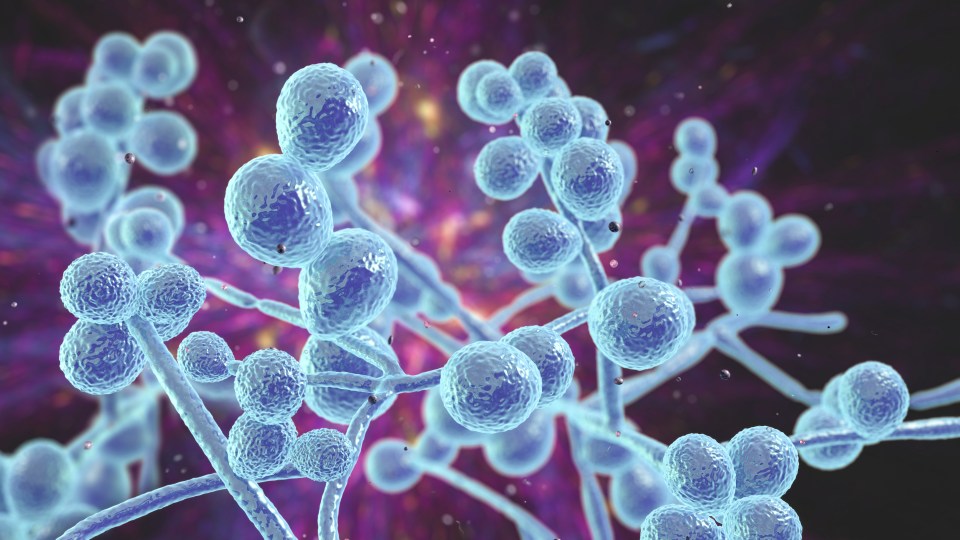 A sixth type of Candida auris has been identified