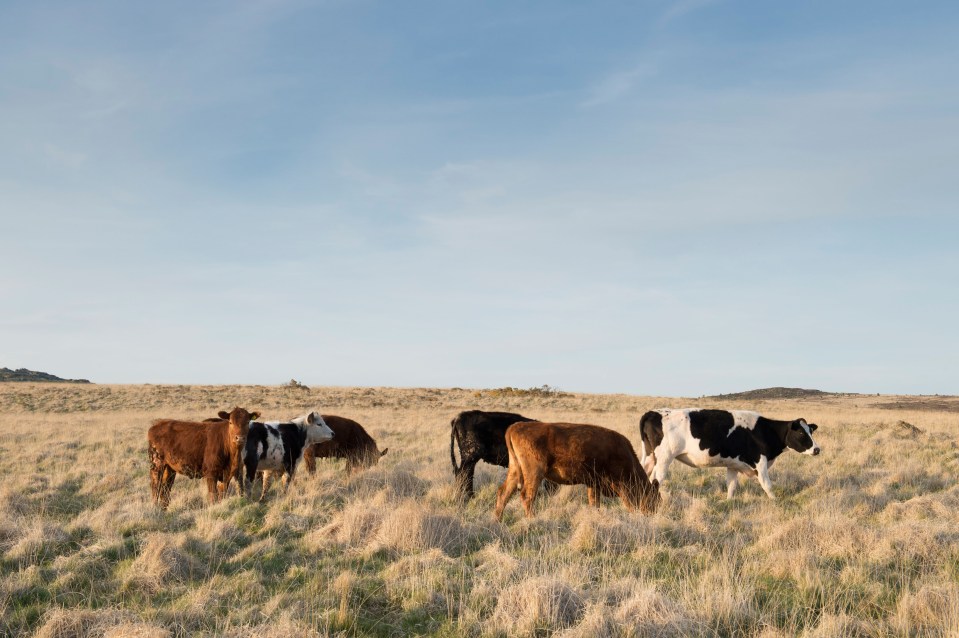 a herd of cows grazing in a field with a blue sky in the background