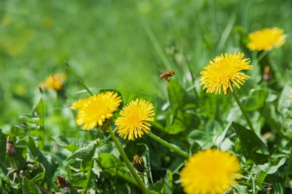 Gardening enthusiasts have raved about a £4.50 buy from B&Q that will banish stubborn dandelions for good