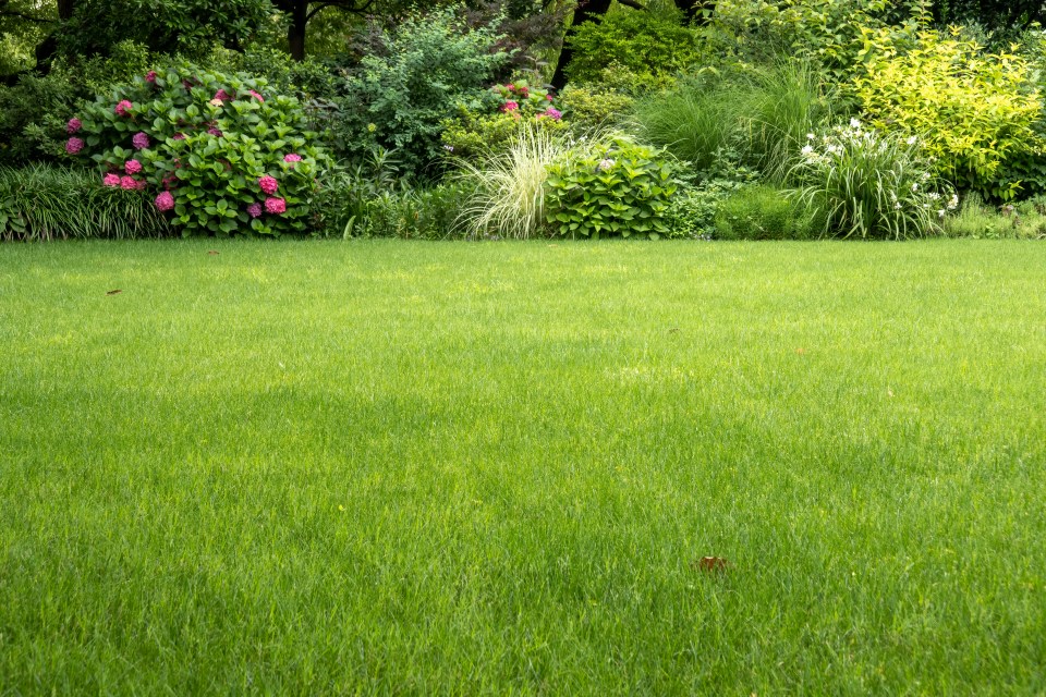 According to Facebook users, a simple garden fork will do the job to remove dandelions and get your lawn looking lush