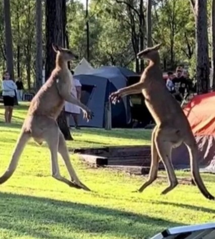 The angry kangaroos square up to each other at a Brisbane campsite