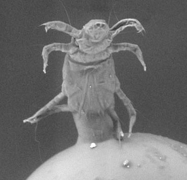 a black and white photo of a bug sitting on top of a potato .