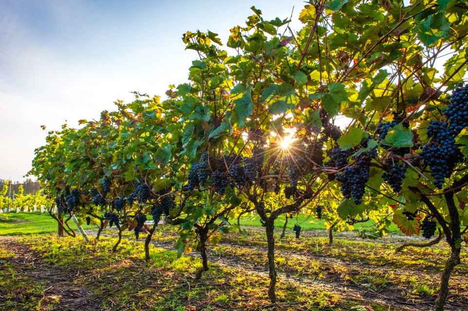 The village is home to award-winning vineyards