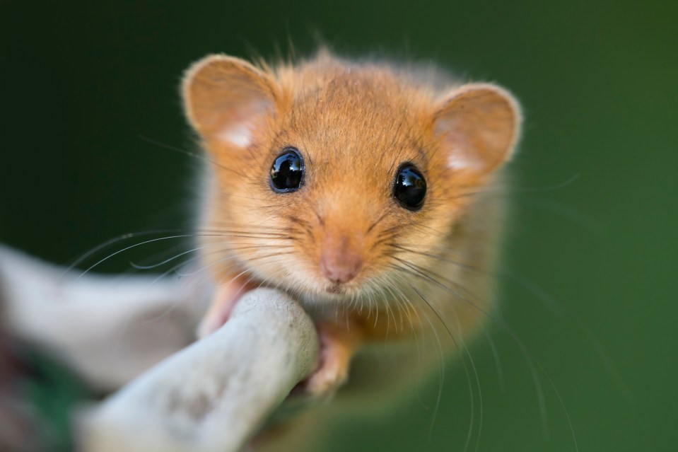 The discovery of a dormouse nest has led to a £6m roadworks project being put on ice