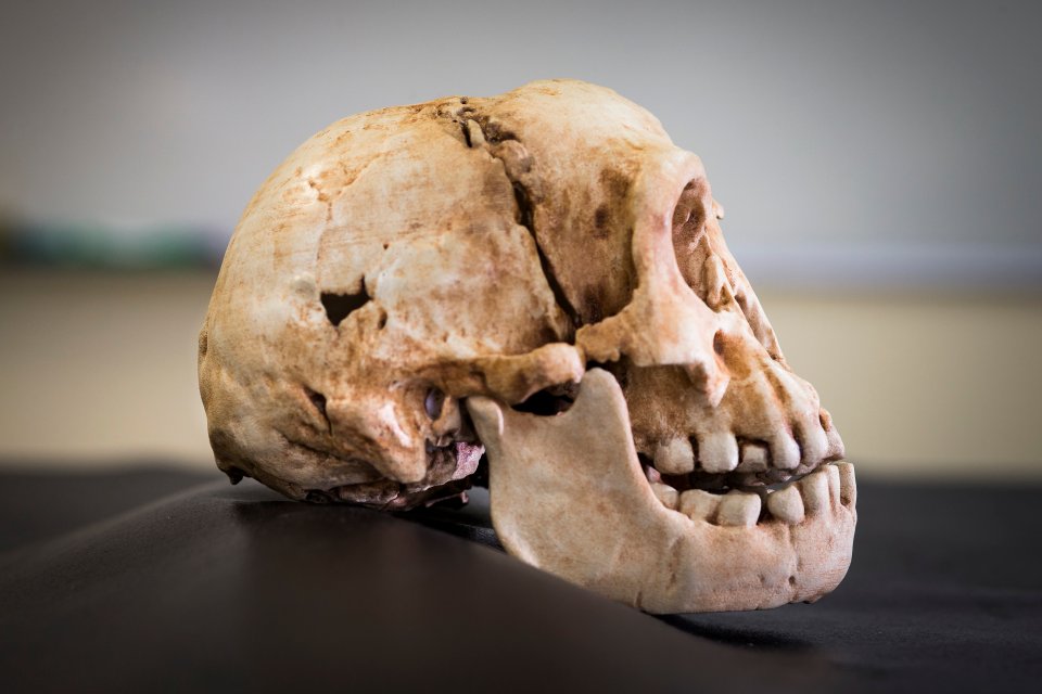 The skull of the ancient hobbit was found on an Indonesian island