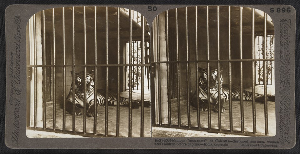 A stereographic image of the beast before it was shot dead