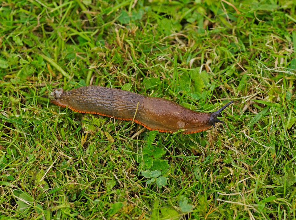 Fizzy drinks can also kill slugs