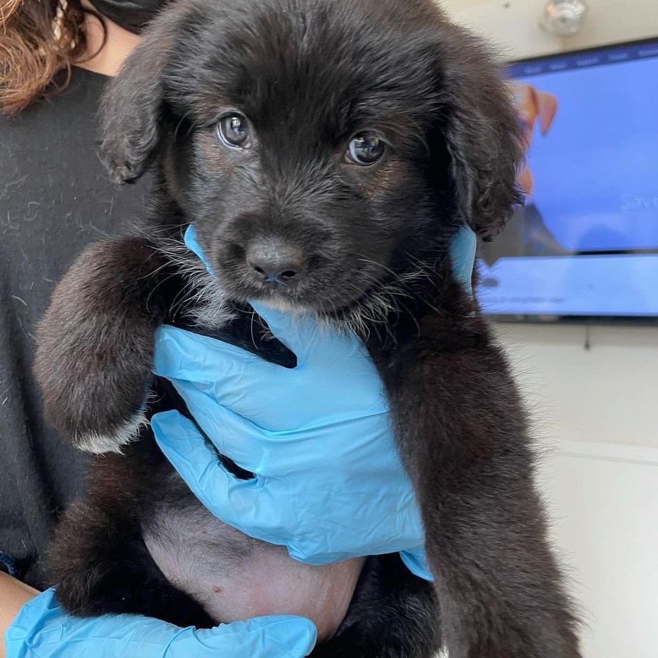 a person wearing blue gloves is holding a black puppy