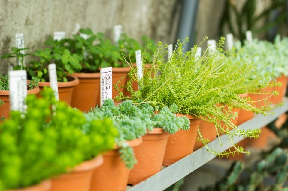 Garden centres can be a great place to buy plants or even just grab a coffee