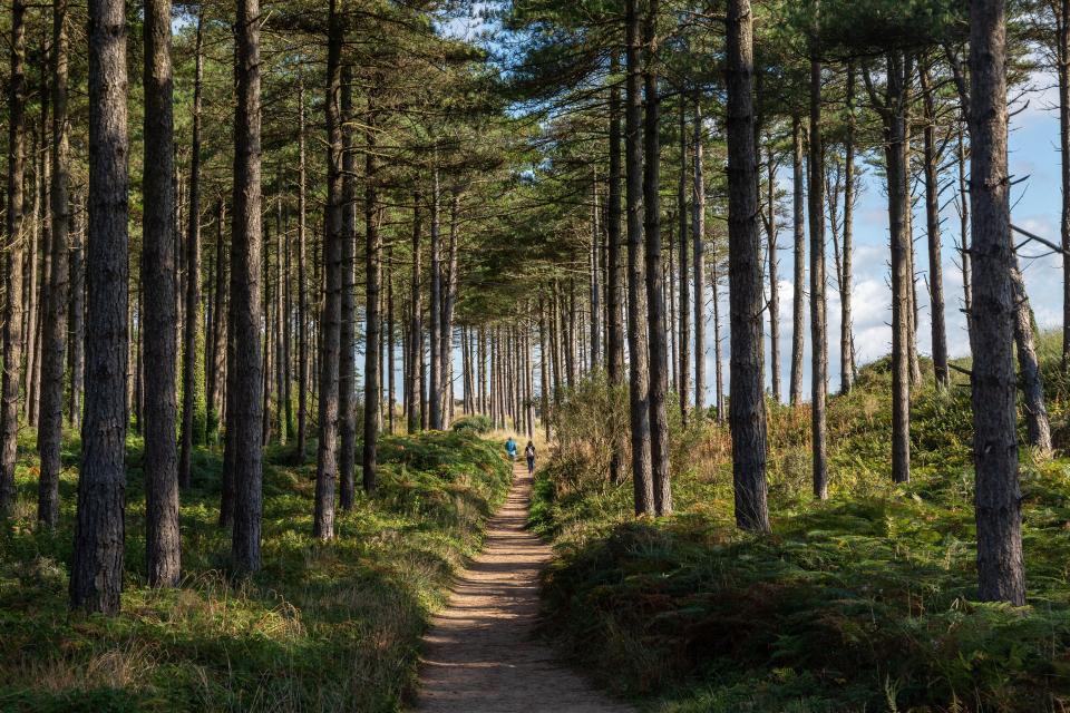 Mystery pink pellets were spotted at Newborough Forest, in Anglesey