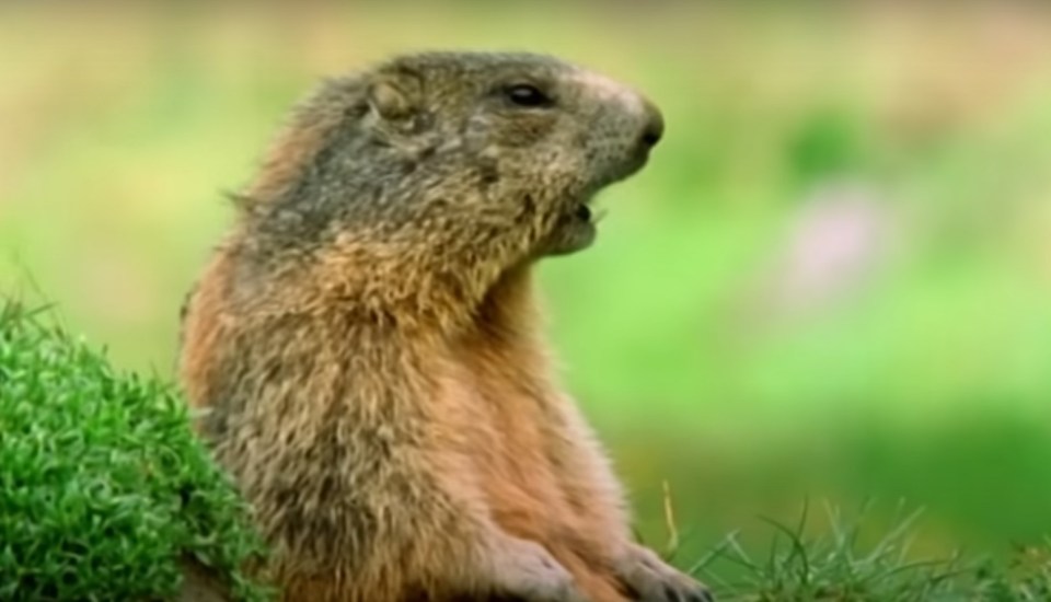 This adorable animal started off the 'Alan' meme