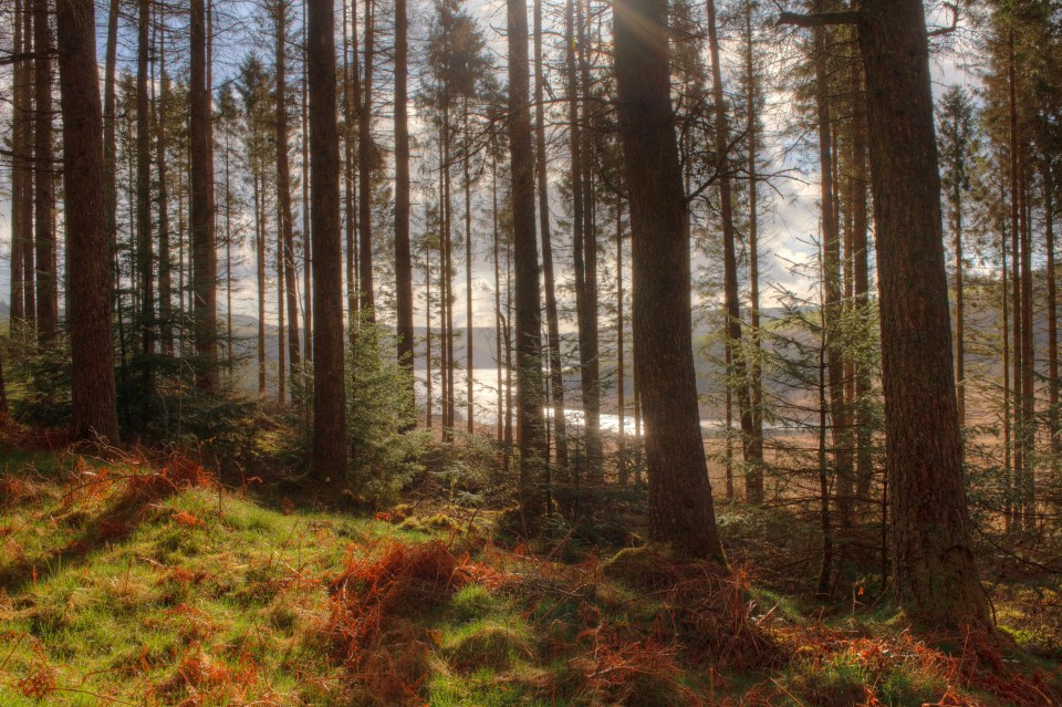 the sun is shining through the trees in the forest