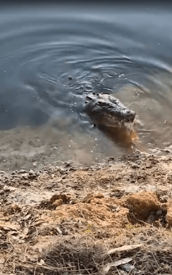 a crocodile is swimming in the water near the shore .