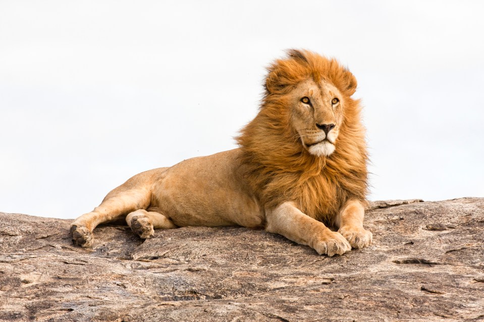 Lions are common all across India and pose a serious threat to human safety