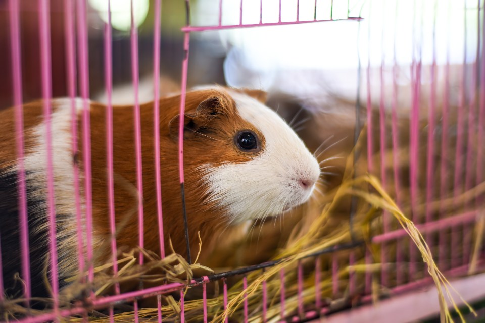 a brown and white guinea pig in a pink cage