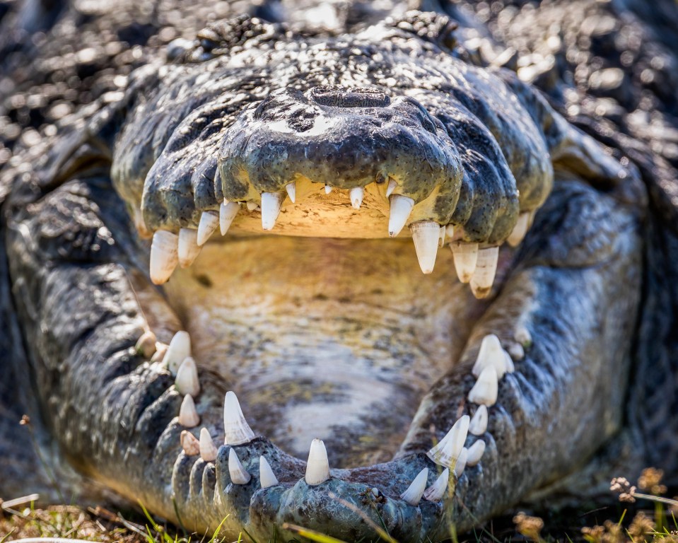 The crocodile hasn’t been captured yet (stock image)