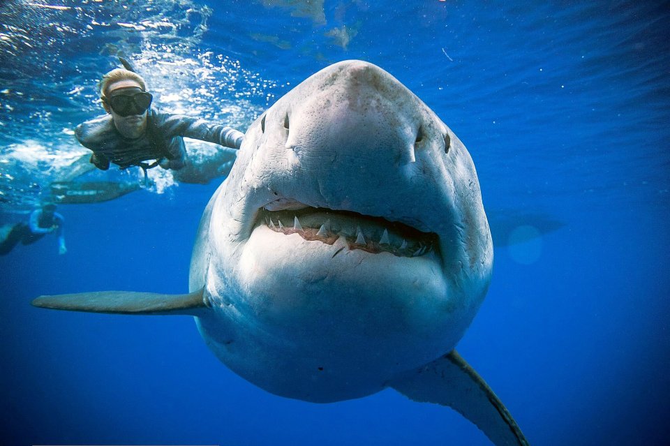 Incredible photos show Deep Blue swimming with shark diver Ocean Ramsey