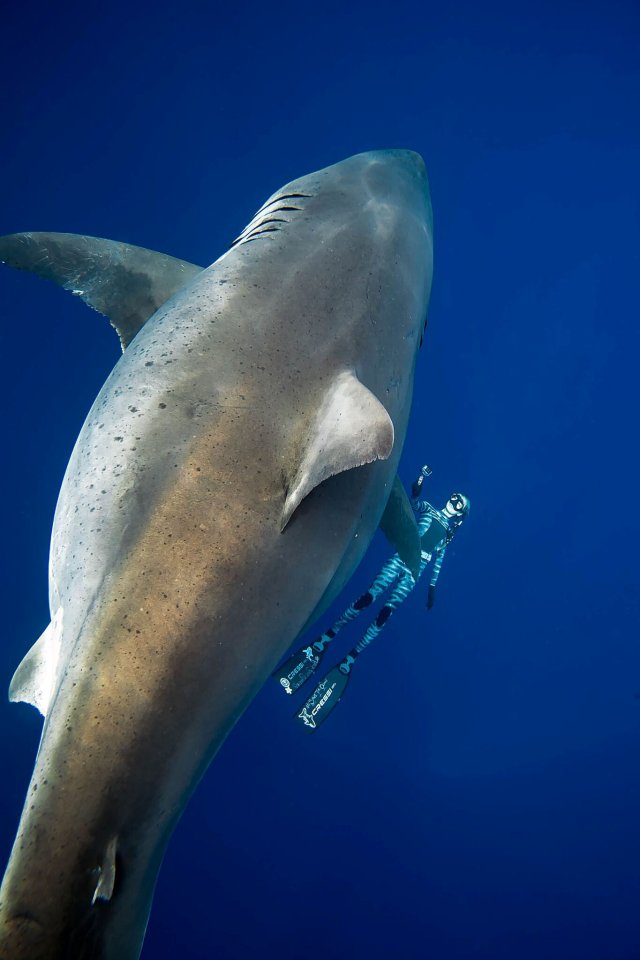 The massive shark, pictured next to shark diver Ocean Ramsey, was spotted off the coast of Hawaii in 2019