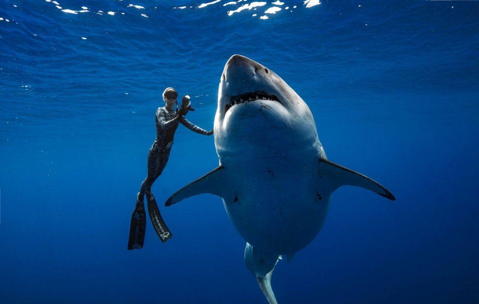 Brave Ocean Ramsey came face-to-face with Deep Blue in Hawaii in 2019