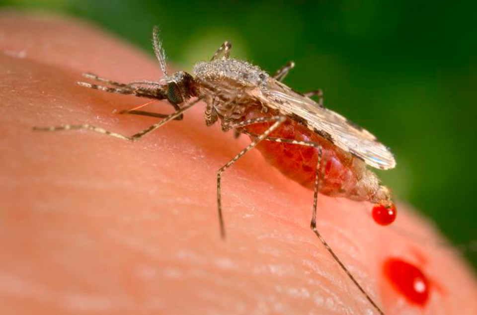 a close up of a mosquito biting a person 's arm