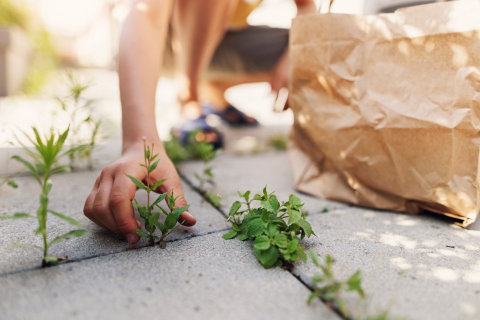 A gardening expert has revealed a simple trick to get rid of them