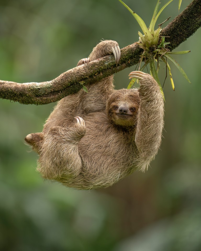 The virus is endemic in non-human primates, such as sloths, in the Amazon