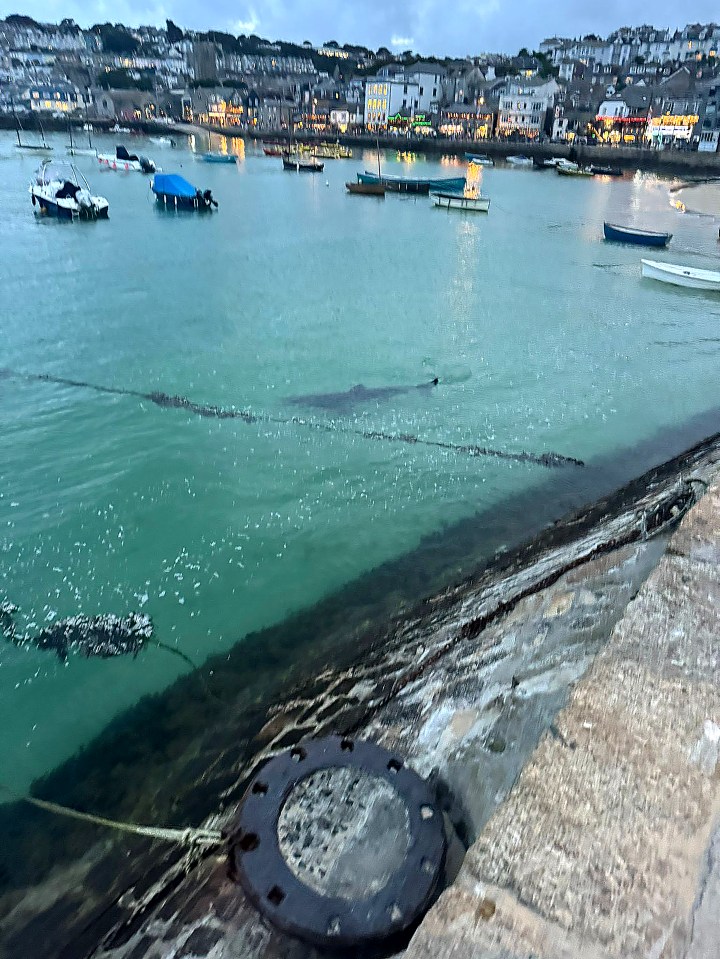 A group of children spotted the creature when they were paddleboarding