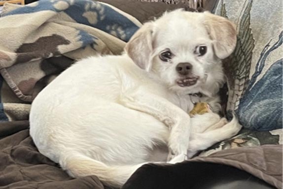 a small white dog is laying on a couch with a blanket .