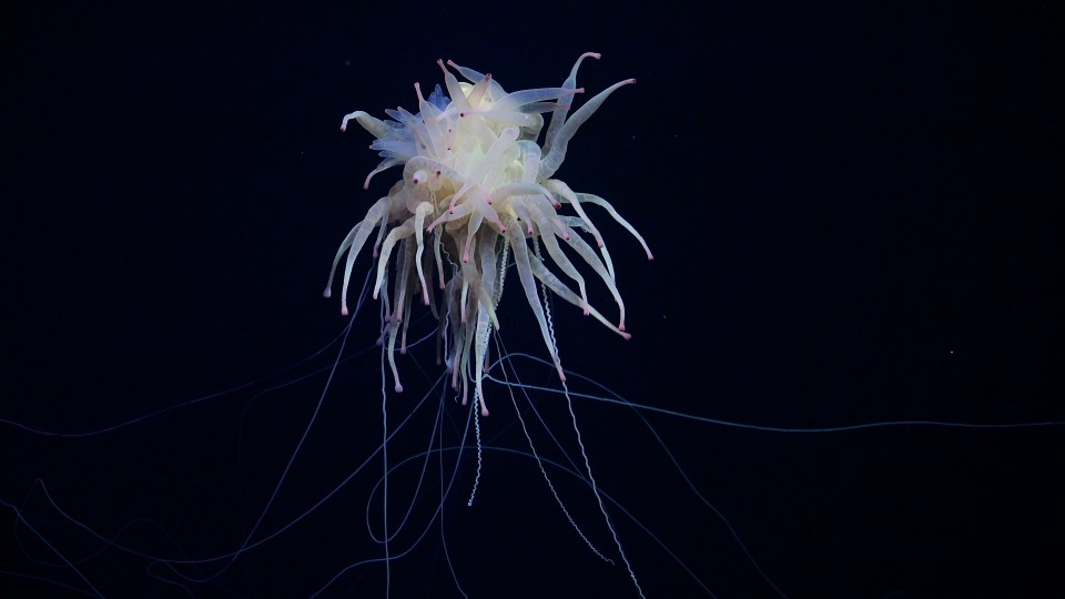 Have scientists exploring an underwater mountain range in the Pacific Ocean this week found the spaghetti monster?