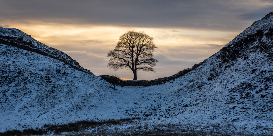 a tree in the middle of a snowy valley