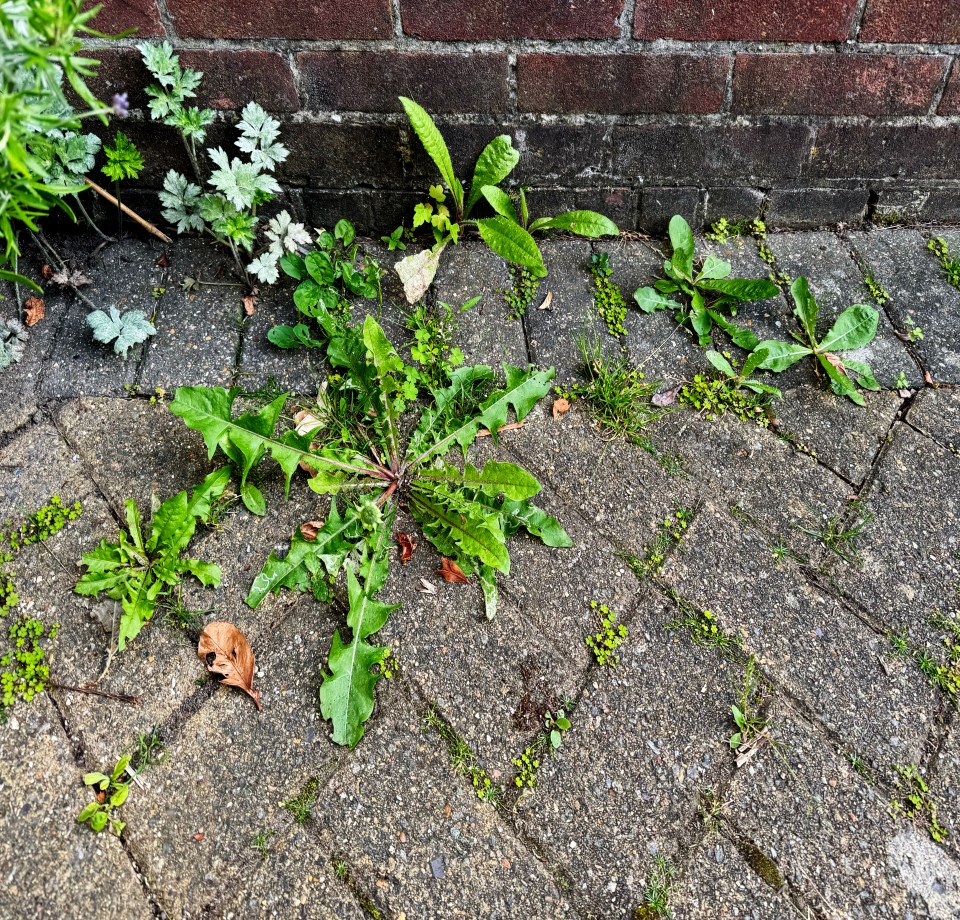 Patio weeds can be a real nuisance