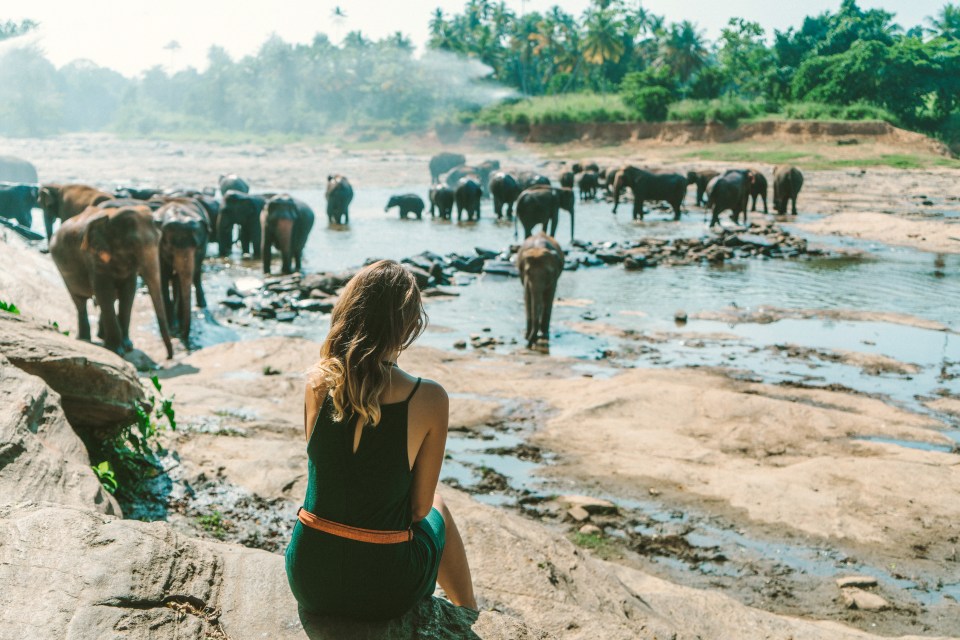 Marvel at the elephants of Minnerriya