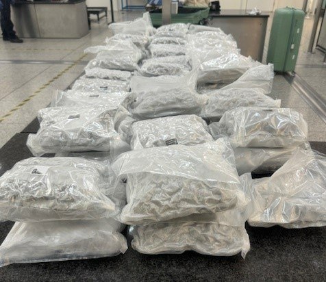 £600,000 of cannabis was seized at Stansted Airport