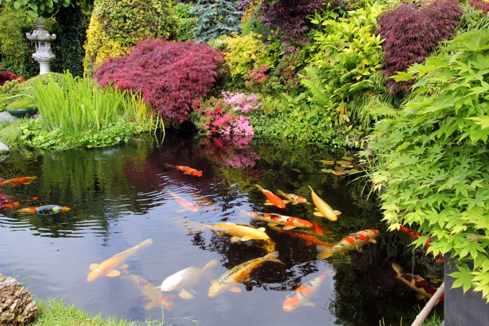 Alan advised that oxygenating plants such as Canadian pond weed are good for keeping pond water clear