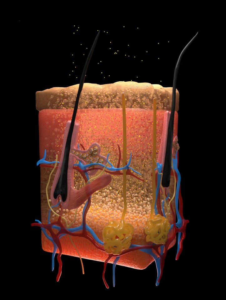 Illustration of skin tissues rendered transparent by FD&C Yellow 5