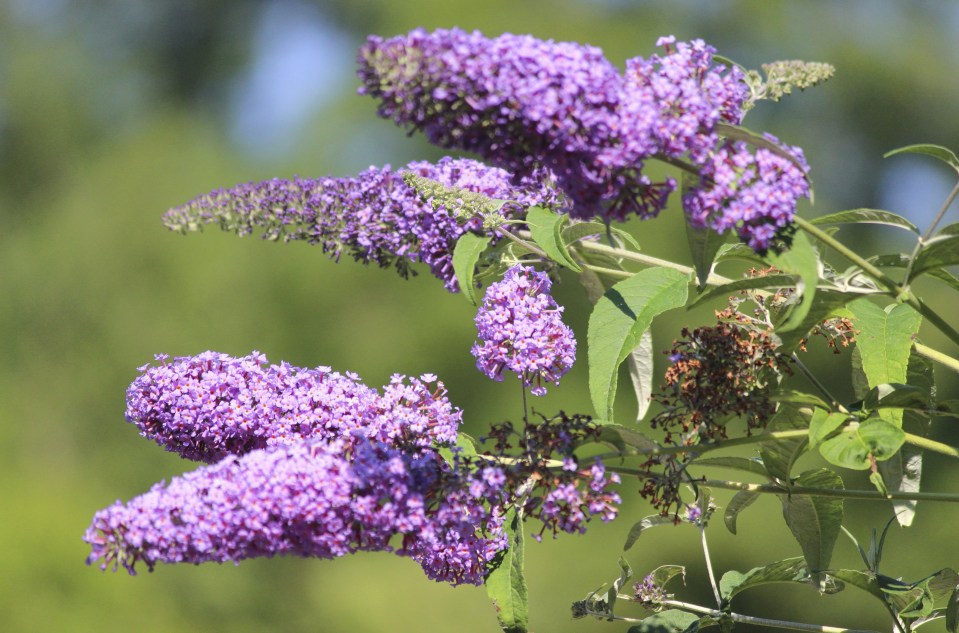 a bunch of purple flowers with green leaves