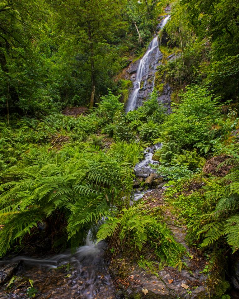 a waterfall is surrounded by ferns and trees